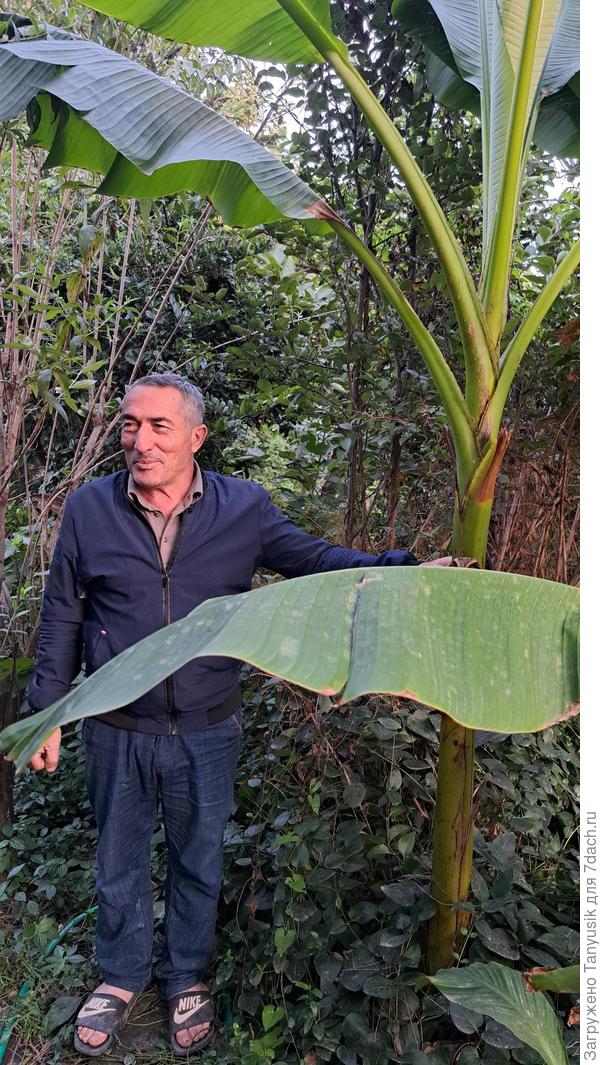 А у нас такой банан растет только в оранжерее Ботанического сада...