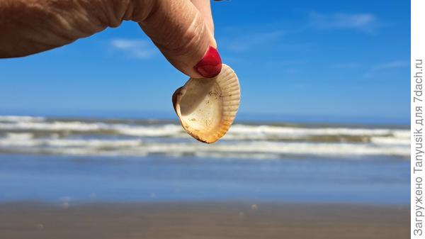А я, как ни искала в этих песках что-нибудь ценное, находила лишь такие ракушки.