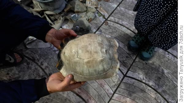 Окаменелый панцирь черепахи.