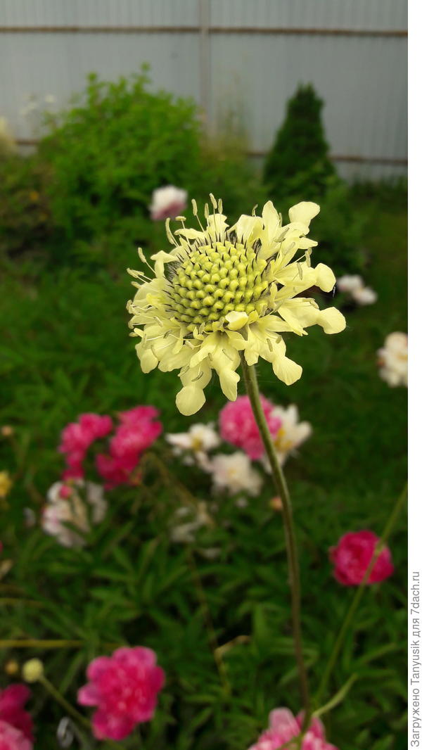 Моя скабиоза (цефалярия) гигансткая.