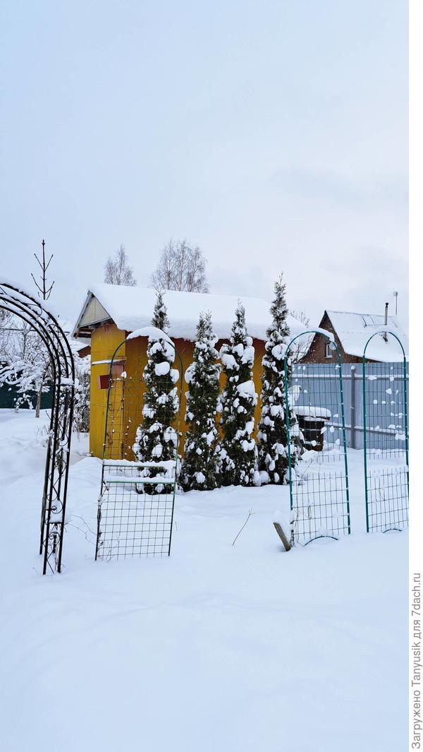 Совсем недавно я писала, что посадила эти туи, чтобы задекорировать сарай. Хоть и смарагды, но растут очень быстро. Около 50 см за лето прирост, а зимой - около 20 см. Им 5 лет.