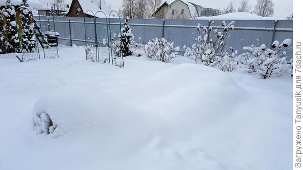 Одно укрытие роз не выдержало тяжести снега, прогнулось. Там плетистые розы...