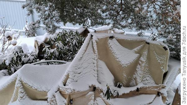 Там, за брезентом, рододендроны зимуют.