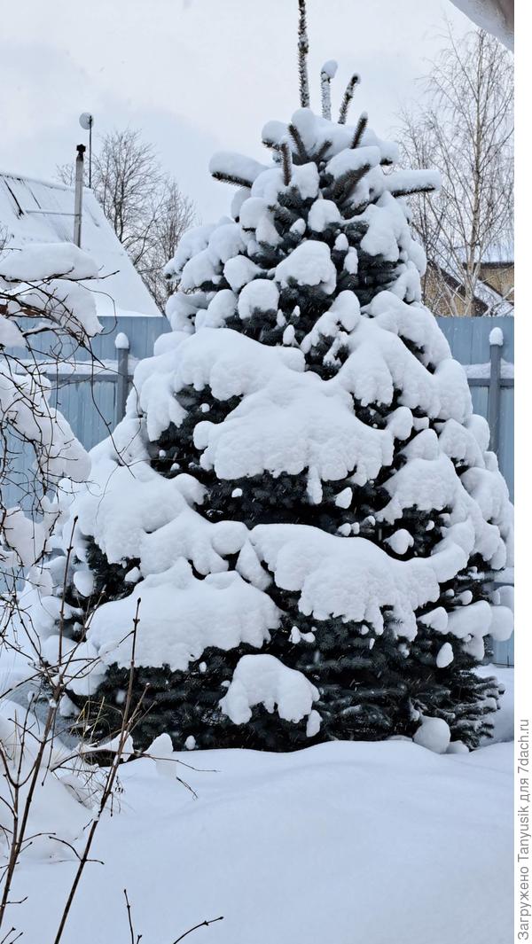 Елку украшать не надо. Она и так нарядная!