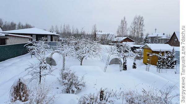 Вид на участок. Снега очень много навалило! Маленькие растения хорошо укрыты!