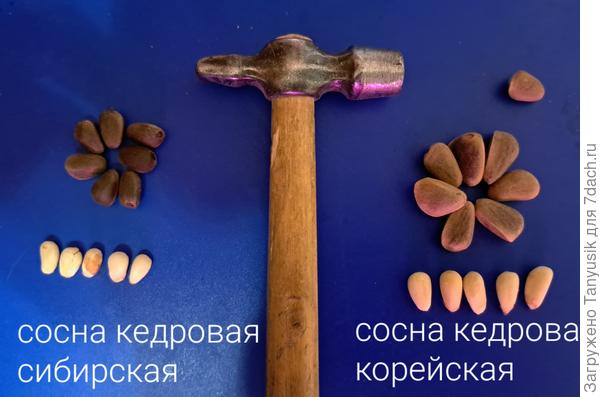 Вот такие орехи у меня.