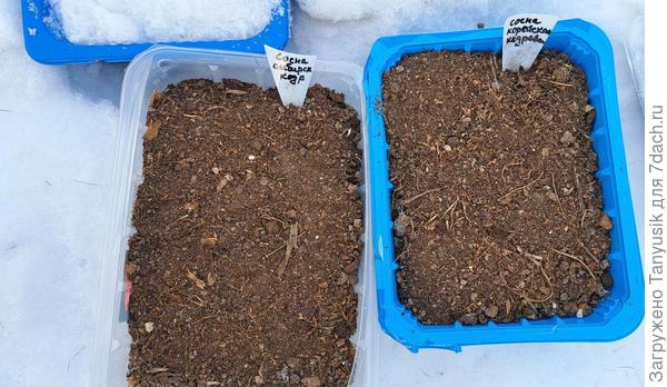 Посеяны под снег