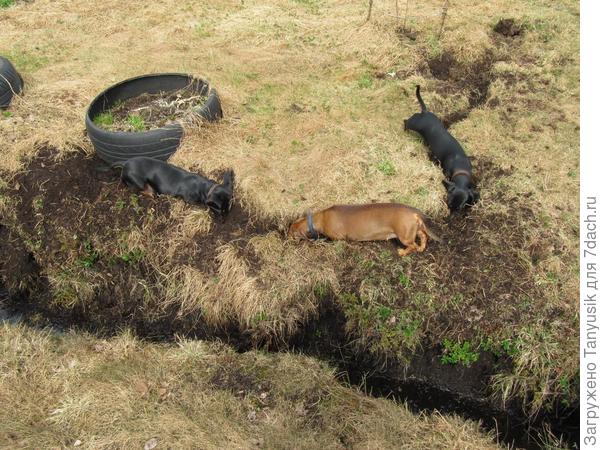 Собаки траншее-копаки...))) Это на старой даче, где земля была - сплошной торф, а в канавах водились водяные крысы. Вот на них и охотились. Самих крыс ни разу не поймали (соседский кот ловил), но однажды разрыли их гнездо и пожрали новорожденных крысят.