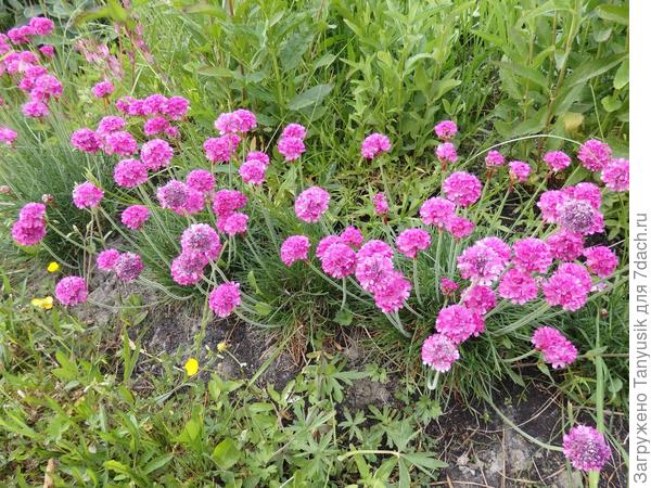 Моя армерия очень яркого цвета. Высота не выше 20 см