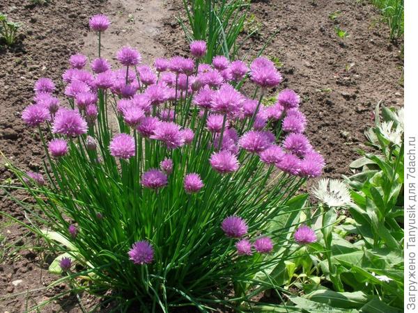 Для сравнения шнитт-лук.