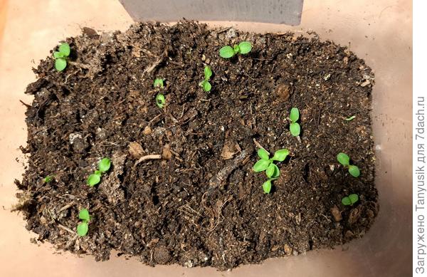 Первая партия. 01.02