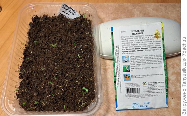 Это листовой. Черешковый пока рано фотографировать, там только корешки появились.