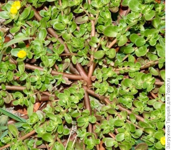 Овощной потрулак.