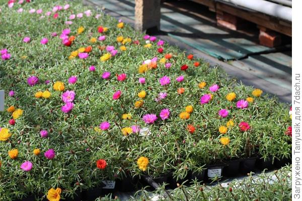 Это крупноцветковый. А дикий такой же, только размером поменьше.