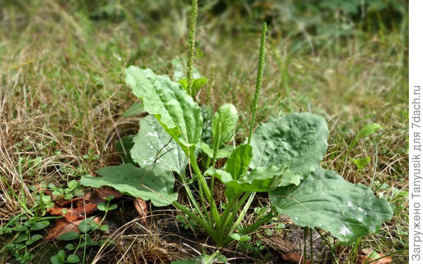 А это подорожник.
