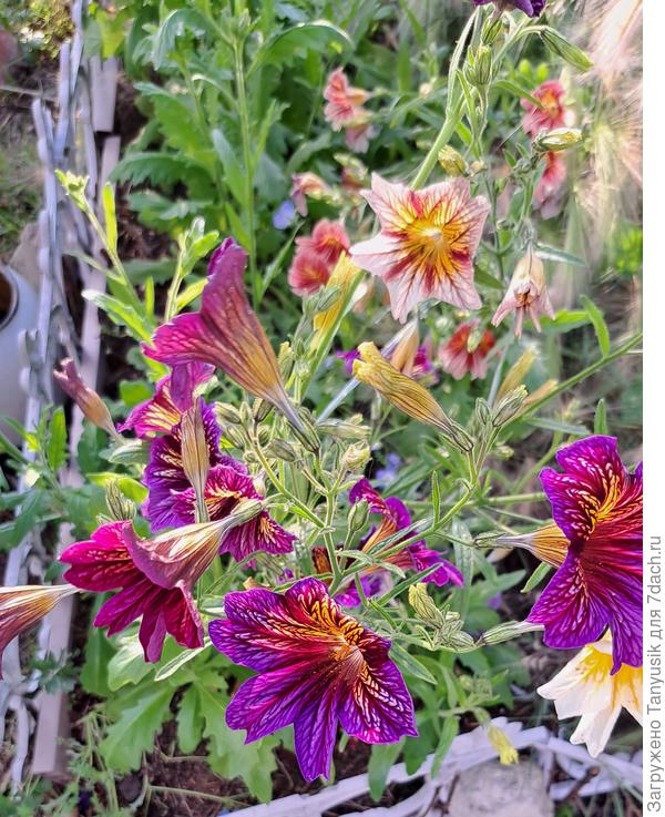 Сальпиглоссис