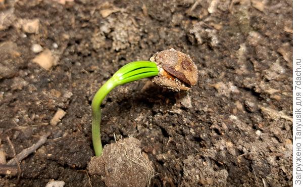 Первый корейский