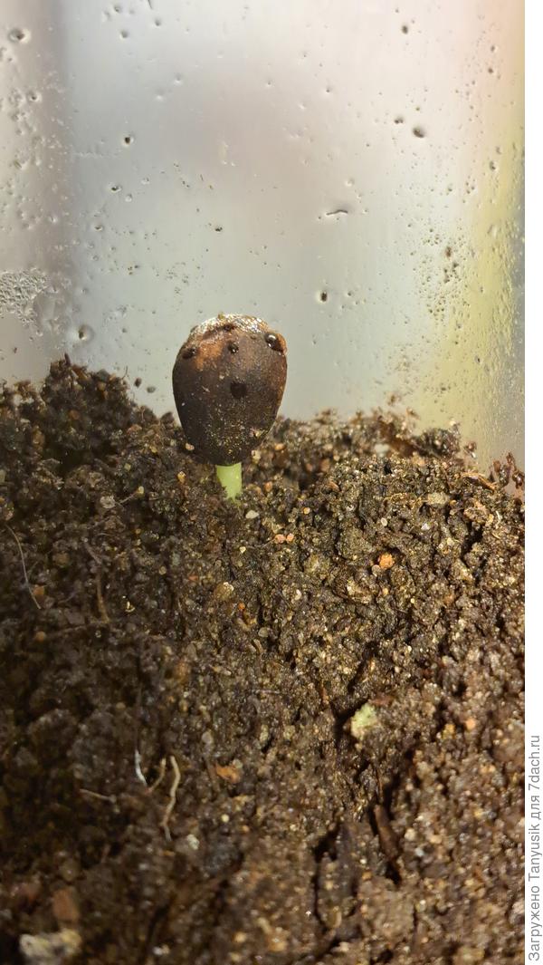 Первый сибирский