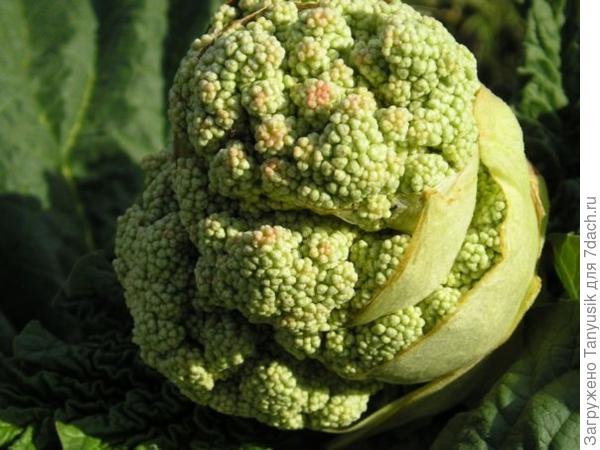 Будущий цветок