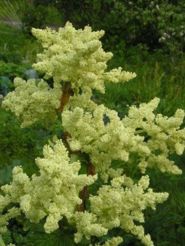 Ну разве можно такую красоту срезать?