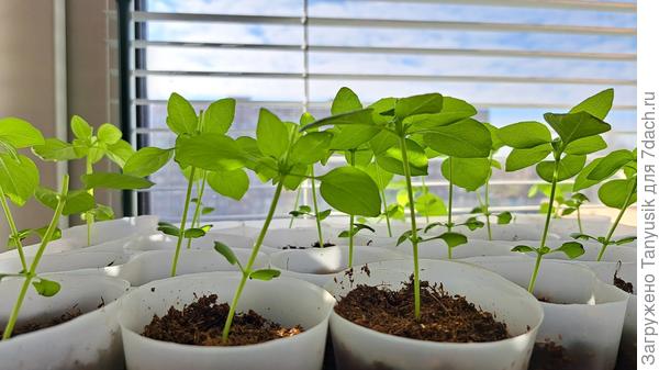 Это лимонный сейчас так выглядит. Видно, что макушки уже все срезаны, а из пазух растут новые листики.