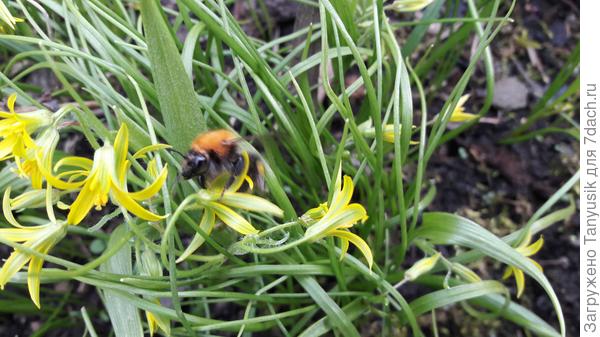 Гусиный лук.