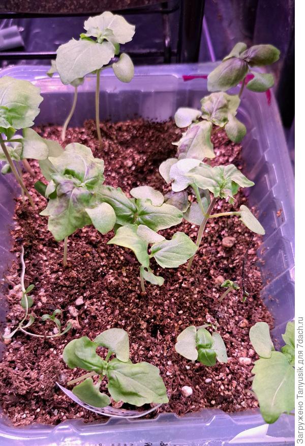 А этот из своих семян, которые я собирала с фиолетового базилика. Растет пока зелененьким. Может потом в теплице потемнеет.