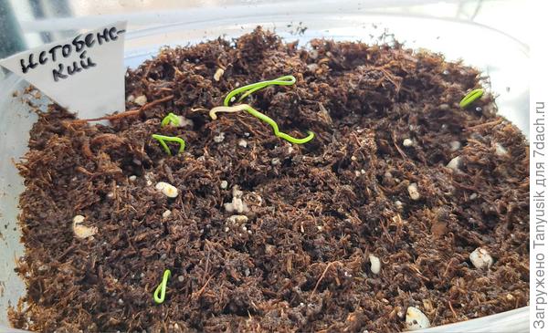 Очень быстро взошел Истобенский. Псовский и Зебрун пока молчат. Ледокол - 1 шт.