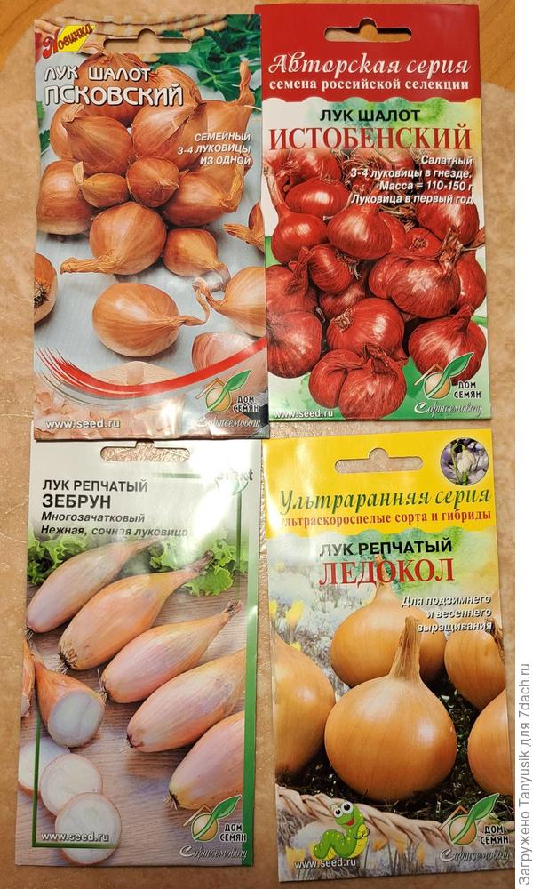 Вот такие луки посеяла.