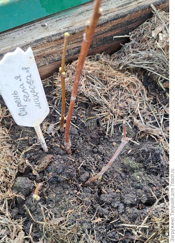 Сирень. Два черенка живы. Корни тоже еще не смотрела.