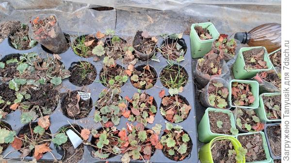 А это переземовавшие в теплице. Прошлогодний посев. Гейхера Колокольчики.