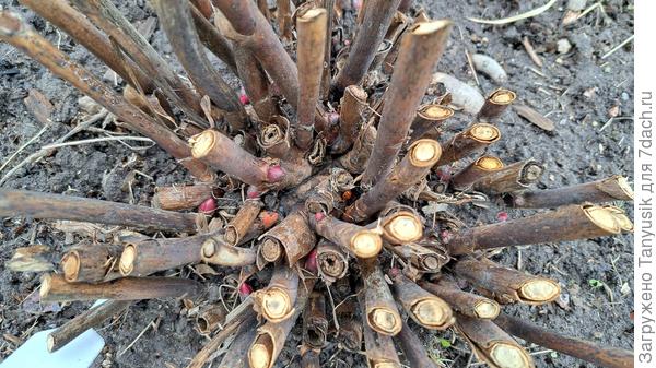 Пион ИТО-гибрид. Надо срочно укоротить эти прошлогодние побеги до почек.