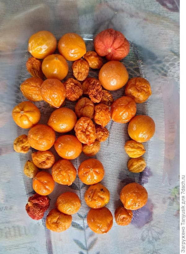 Сорт не записала.