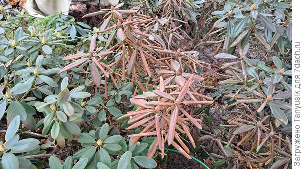 Не смотря на притенку.