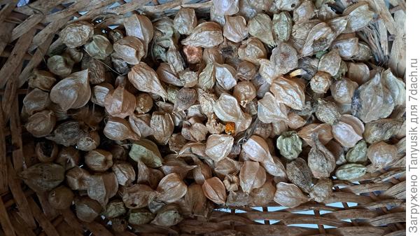 Физалис 'Вкусная забава'