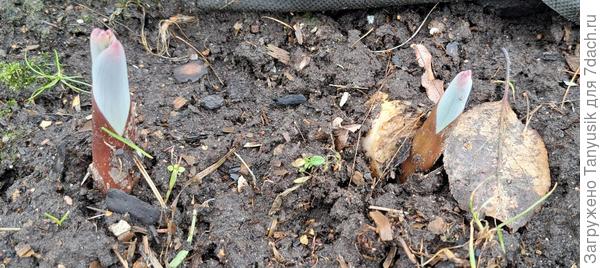 Или как мы его называем чеснолук