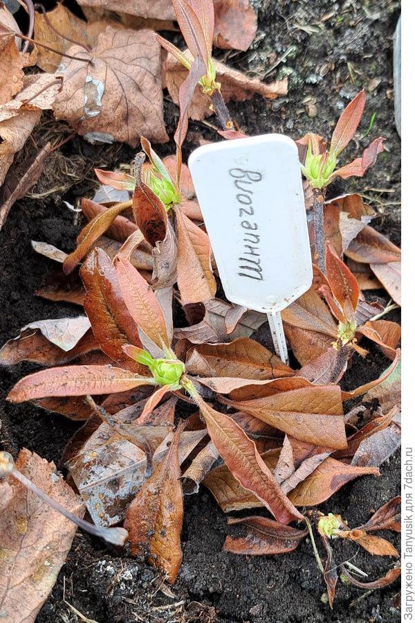 Азалии с почками. Надеюсь, что есть корни. С прошлого года ни разу не смотрела.