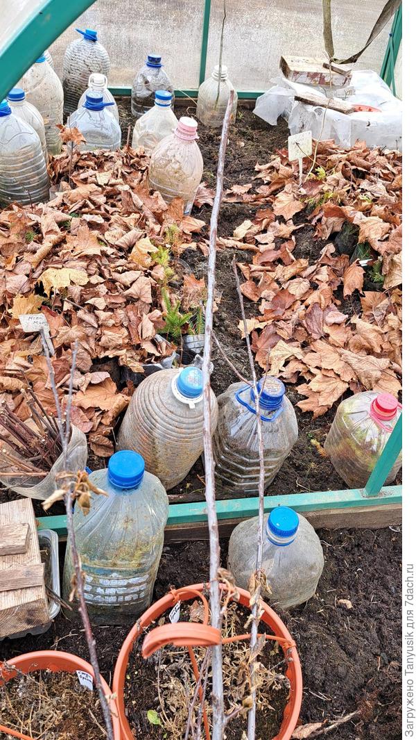 Череночник