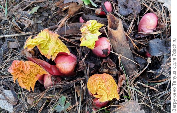 По прошлогоднему остатку стебля видно, какой толщины был цветонос.