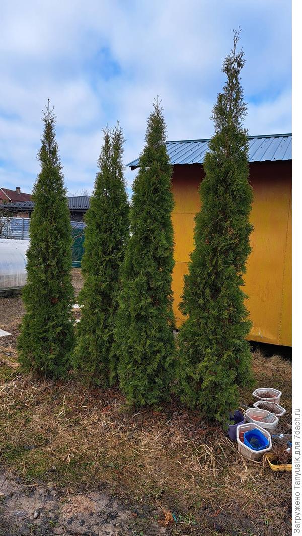 А эти туи растут даже зимой! Прирост около 0,5 метра