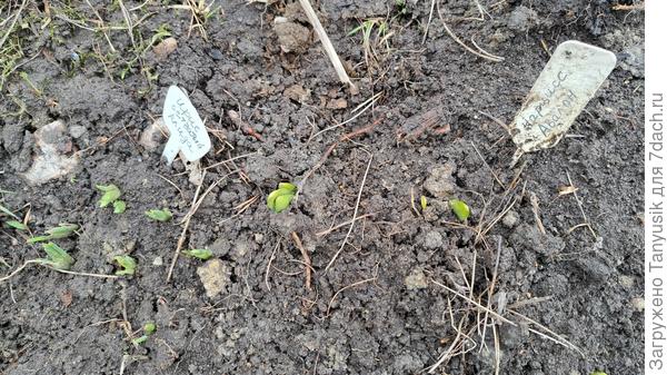 Ирис сетчатый и нарциссы