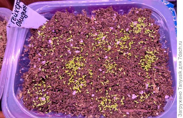 Семена собраны в прошлом году с гейхеры Обсидиан