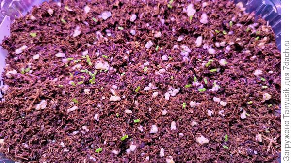 Из покупных семян гейхера Колокольчики.