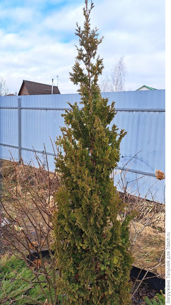 Зматлик хороша!