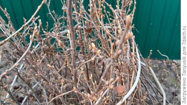 Черная смородина.