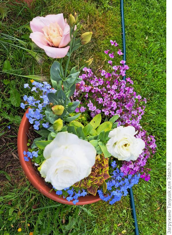 Разные лобелии и эустомы.