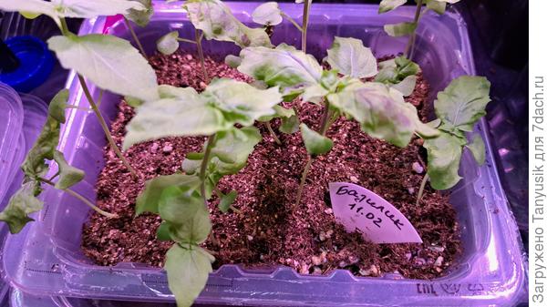 Ему уже 1,5 месяца. Этот почти не щипала.