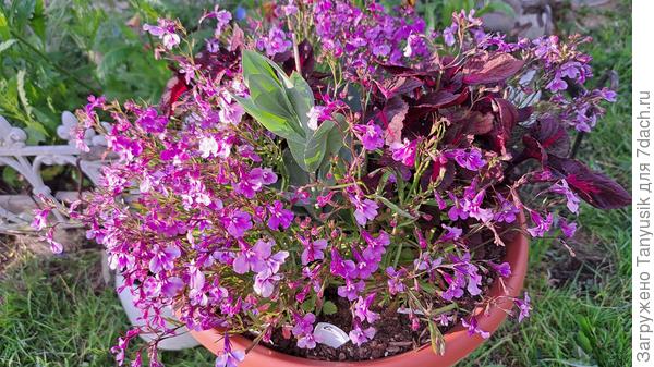 Лобелия, эустома и колеус.