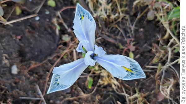 Первые цветочки!