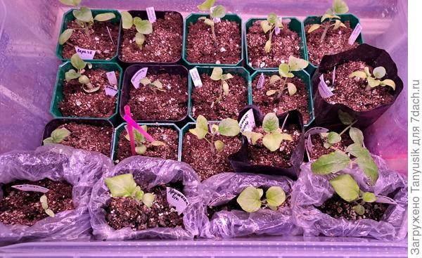 Прививкам 6 дней. Первый ряд - непривитые баклажаны.